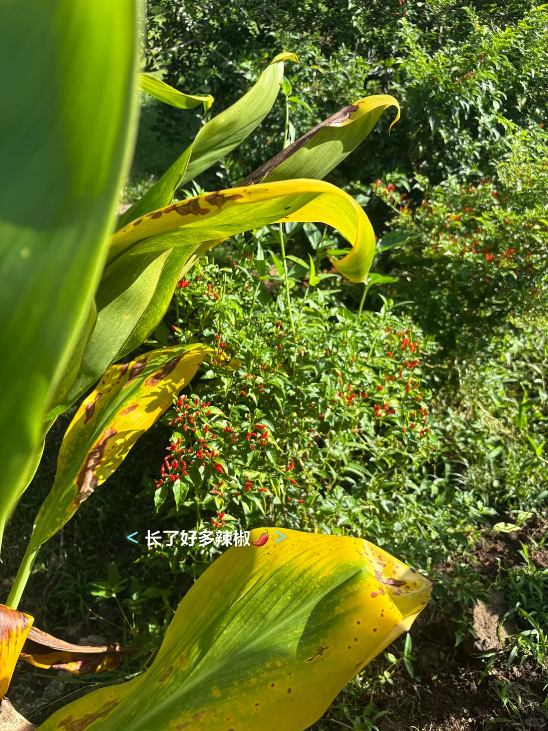 一点遗憾，种的芒果树全生病了?