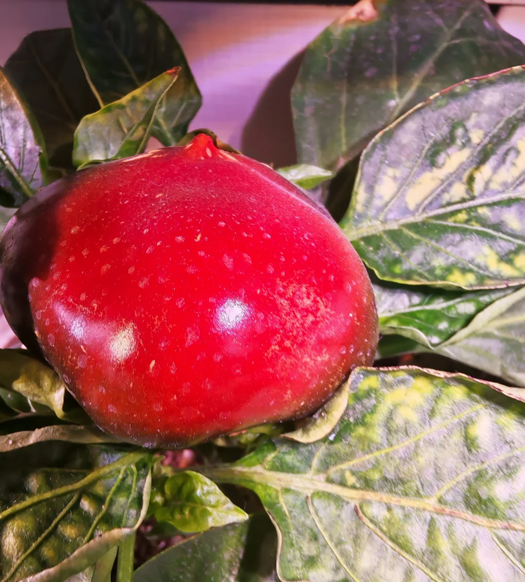 小阳台吃果自由