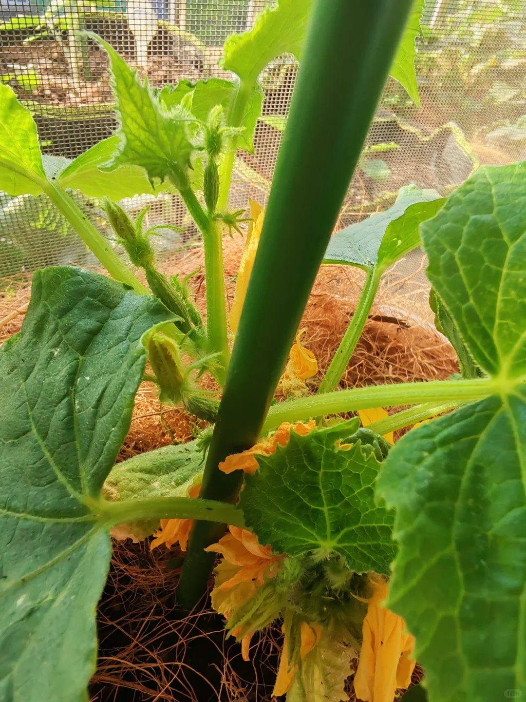 小阳台吃果自由