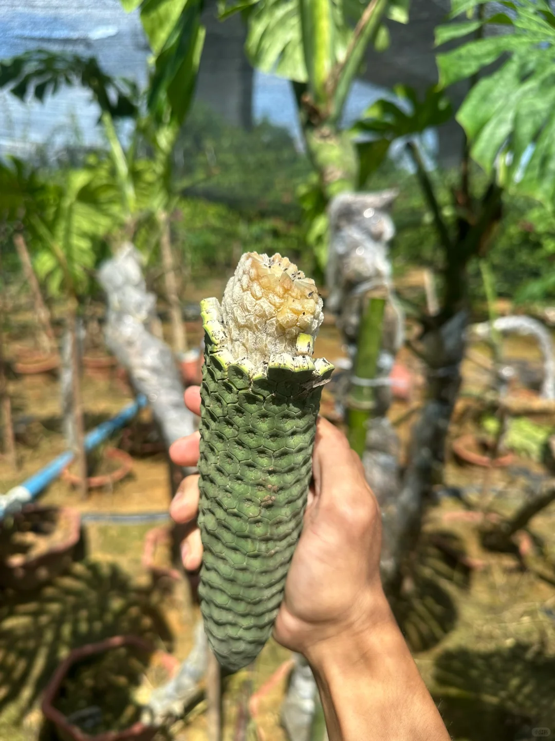 奇异的水果——恶魔果实 龟背竹