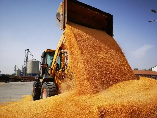 玉米“起飞”，小麦“开挂”！