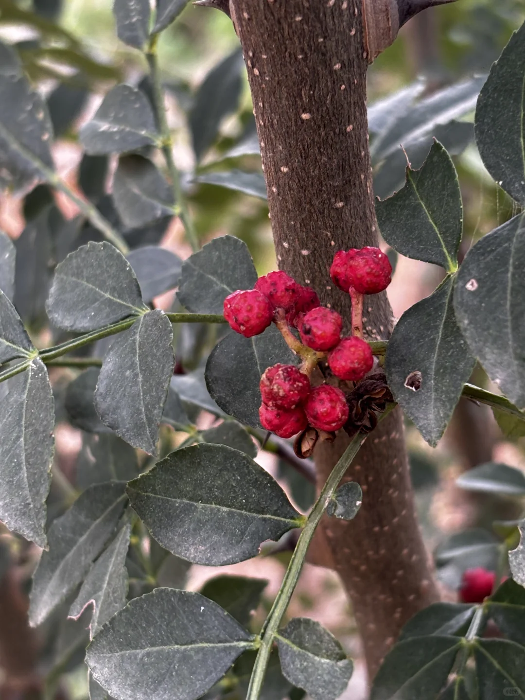 十一是丰收的季节-乡下欢乐多