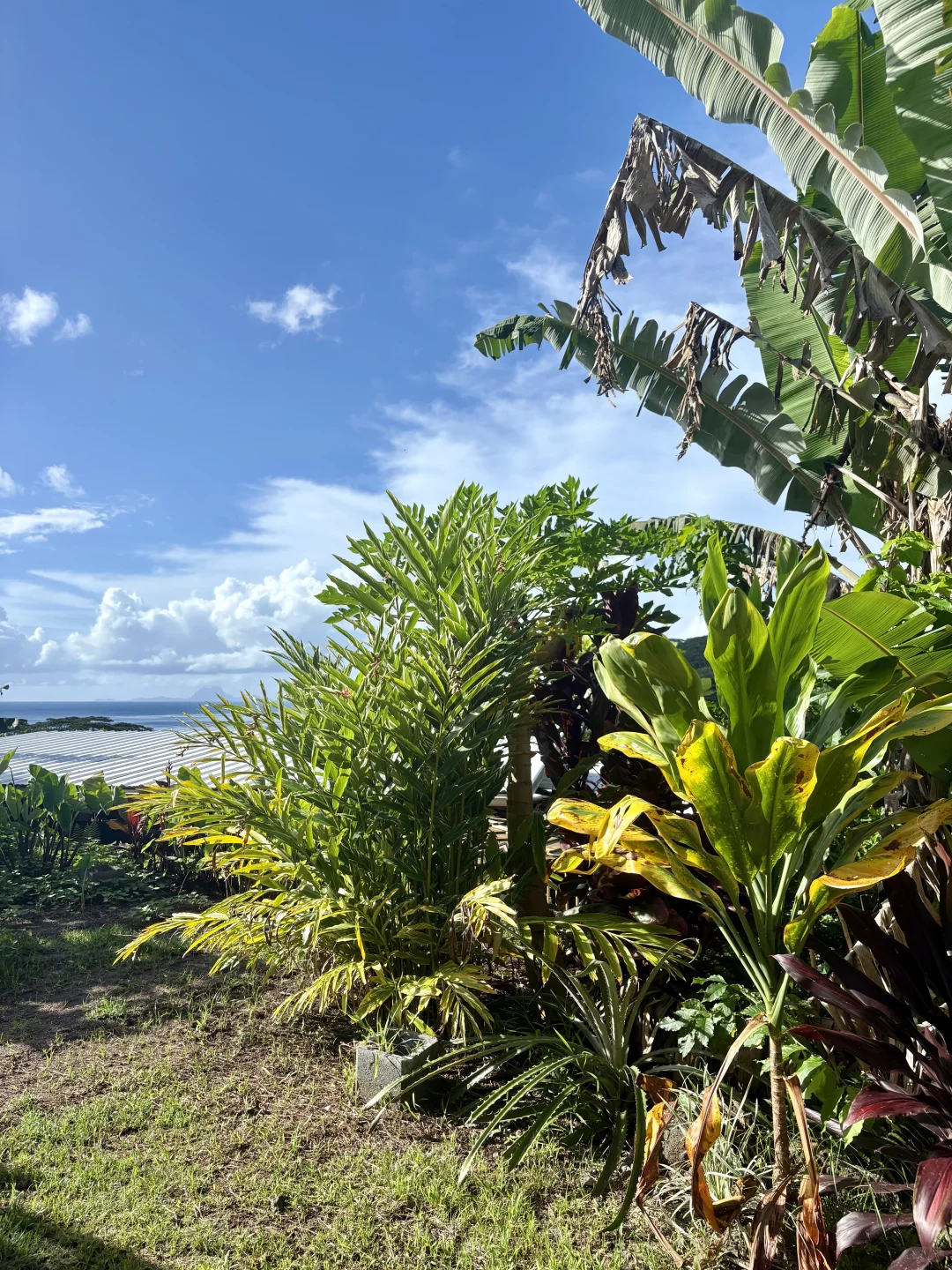 一点遗憾，种的芒果树全生病了?