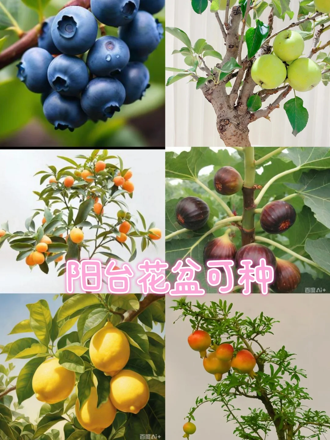 露台种植|初学者种果技巧，超实用轻松学