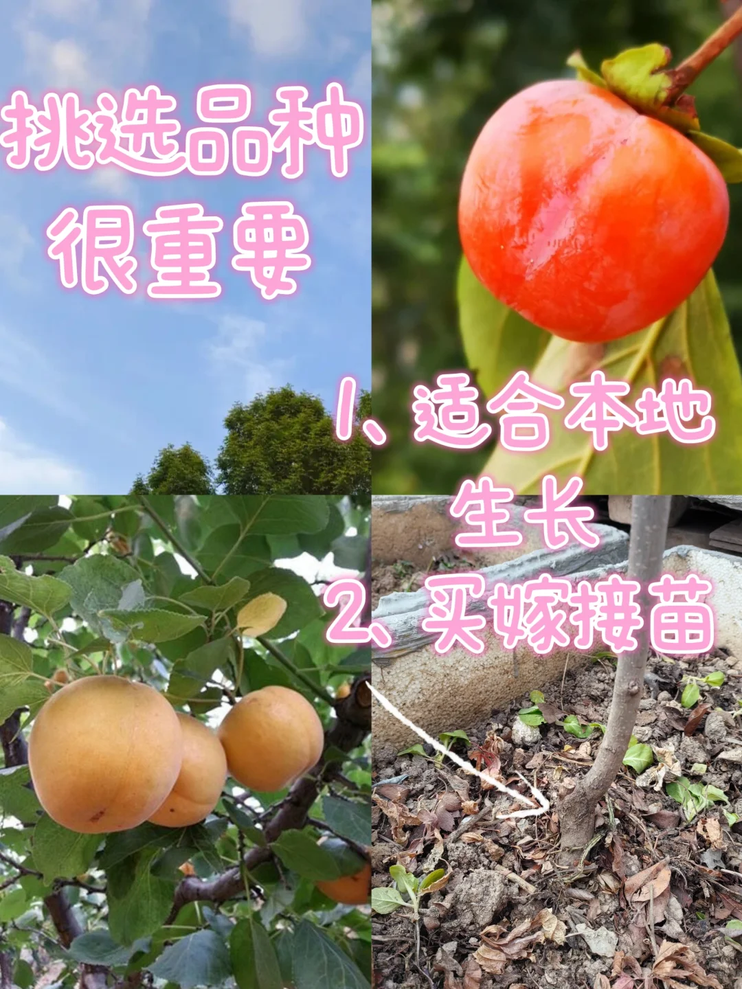 露台种植|初学者种果技巧，超实用轻松学