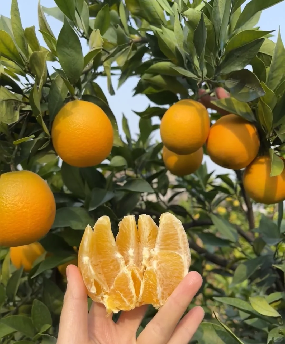 家里的脐橙快要熟了，家里人叫我宣传一下