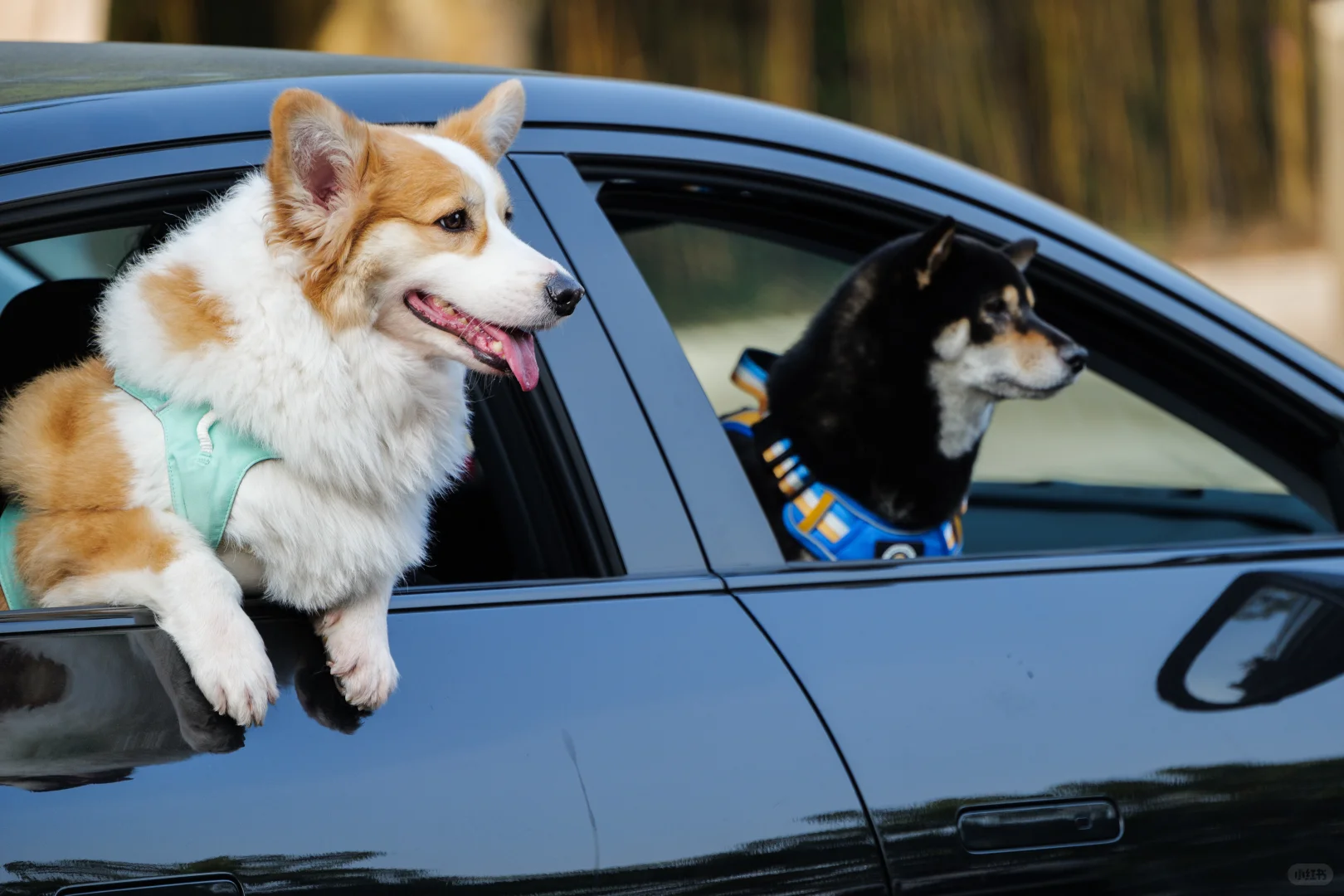 华南农业大学毛孩子Day