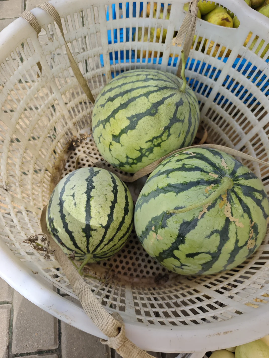 绿色种植水果蔬菜