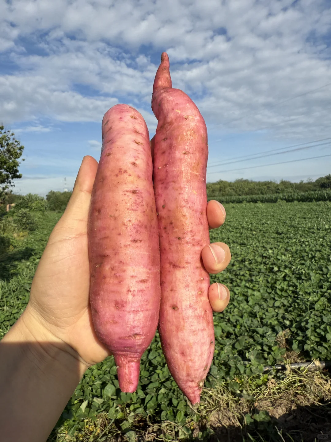 这才是中国宝宝该吃的神仙粗粮！?