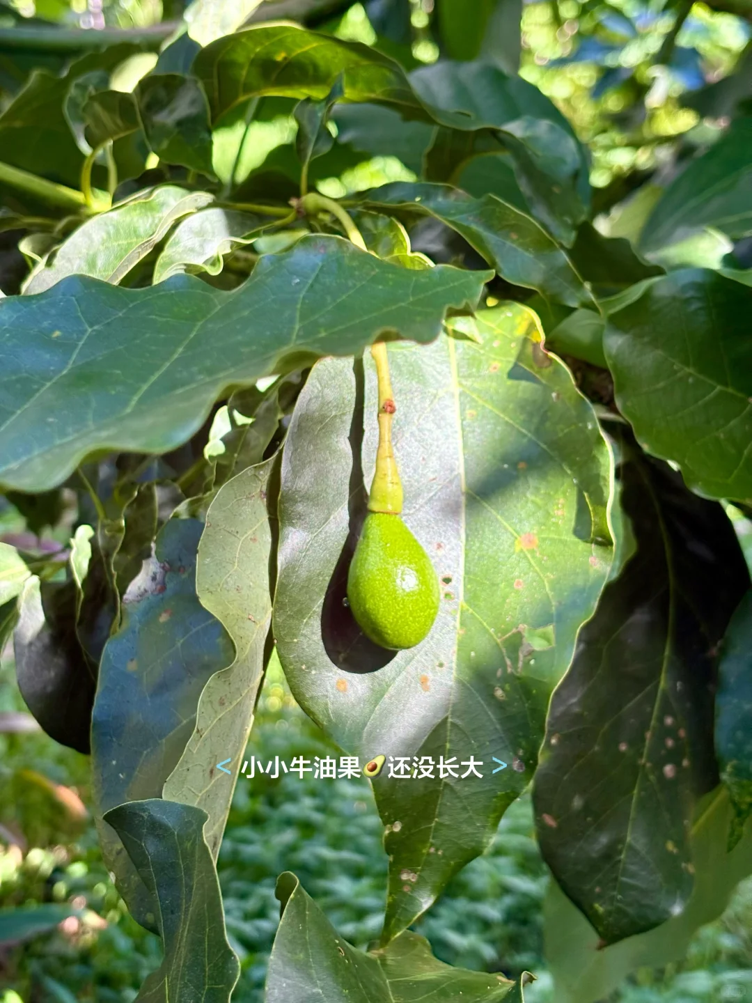 一点遗憾，种的芒果树全生病了?