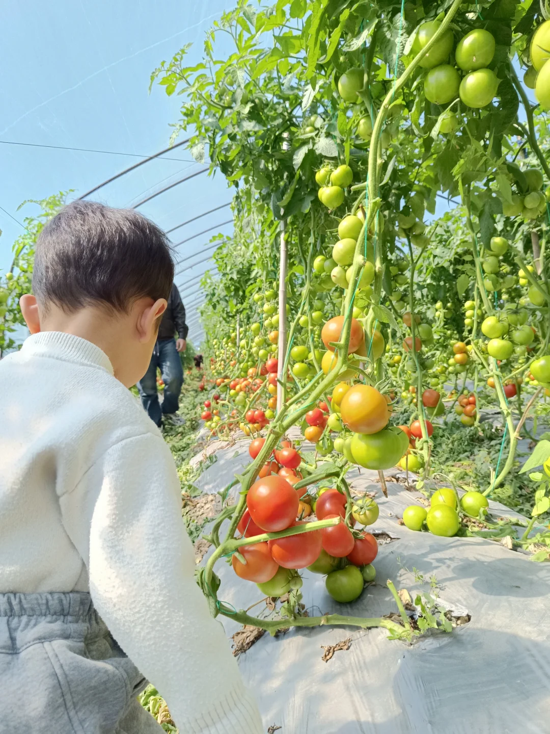 自然成熟的西红柿