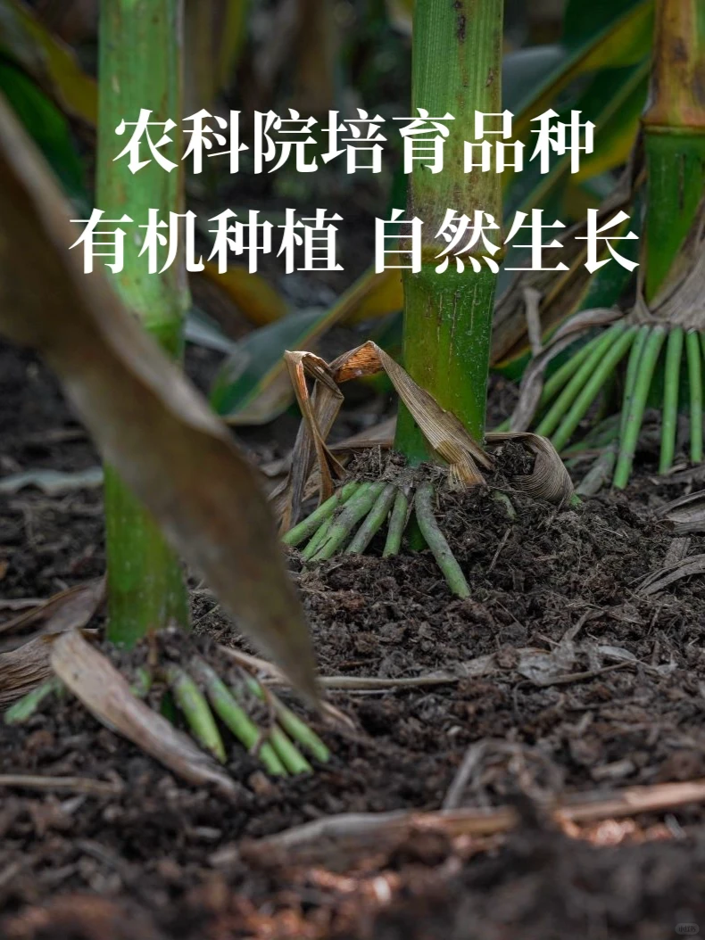 种地吧,从选好一粒种子开始☀️