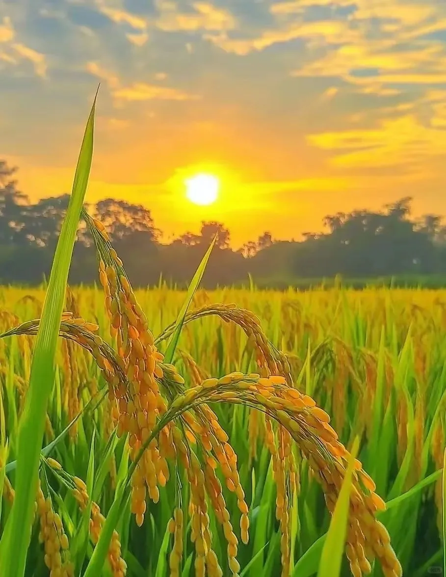 金秋稻浪，丰收在望