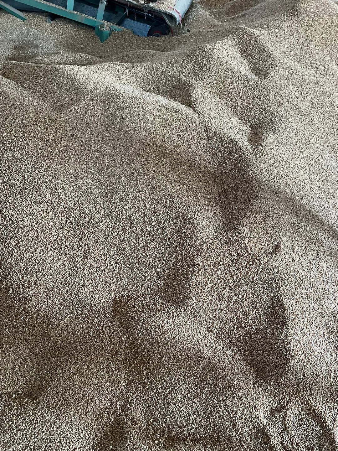 收获的季节，大国粮仓。收粮！