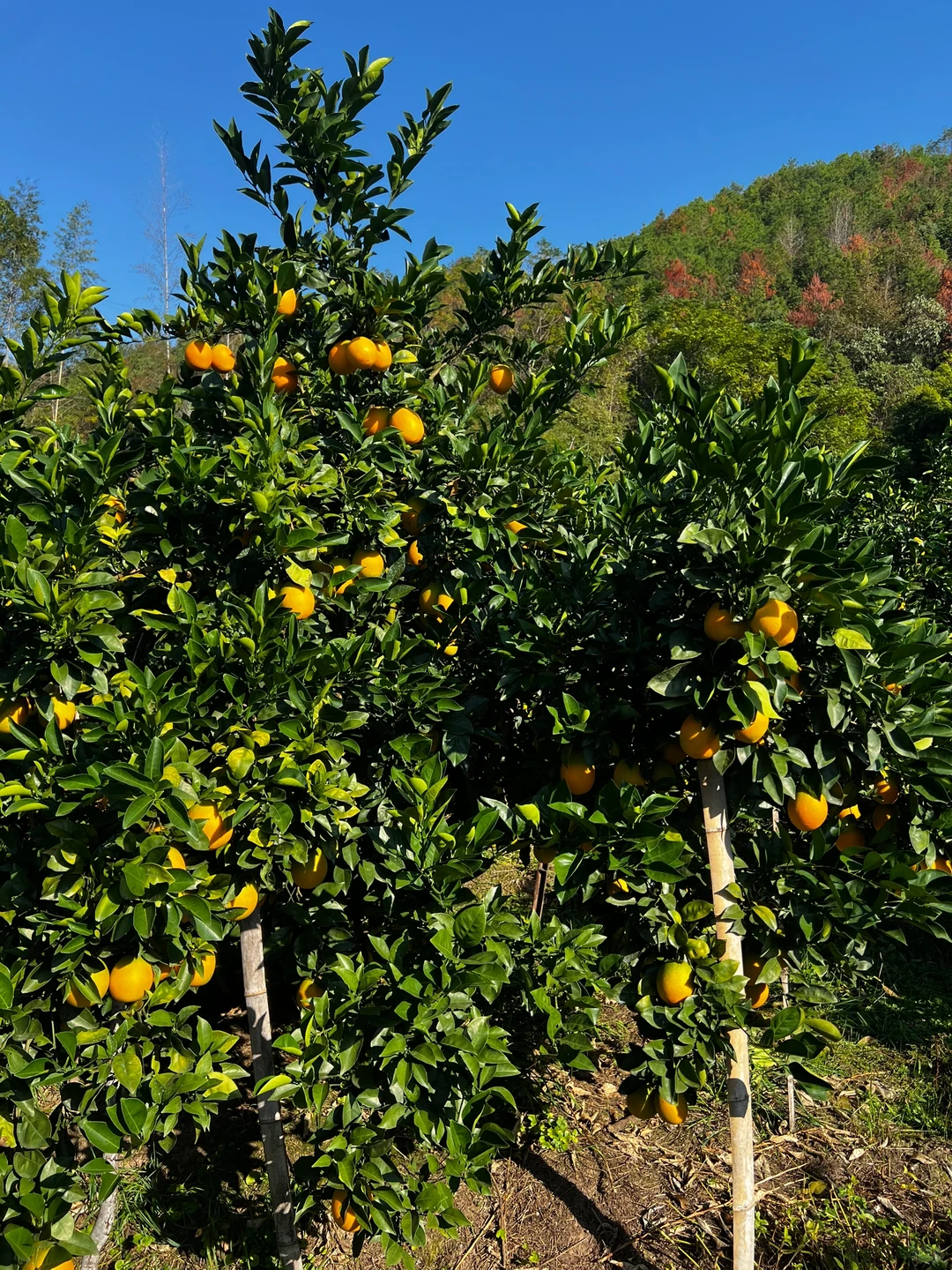 自家果园 没有任何科技与狠活的水果