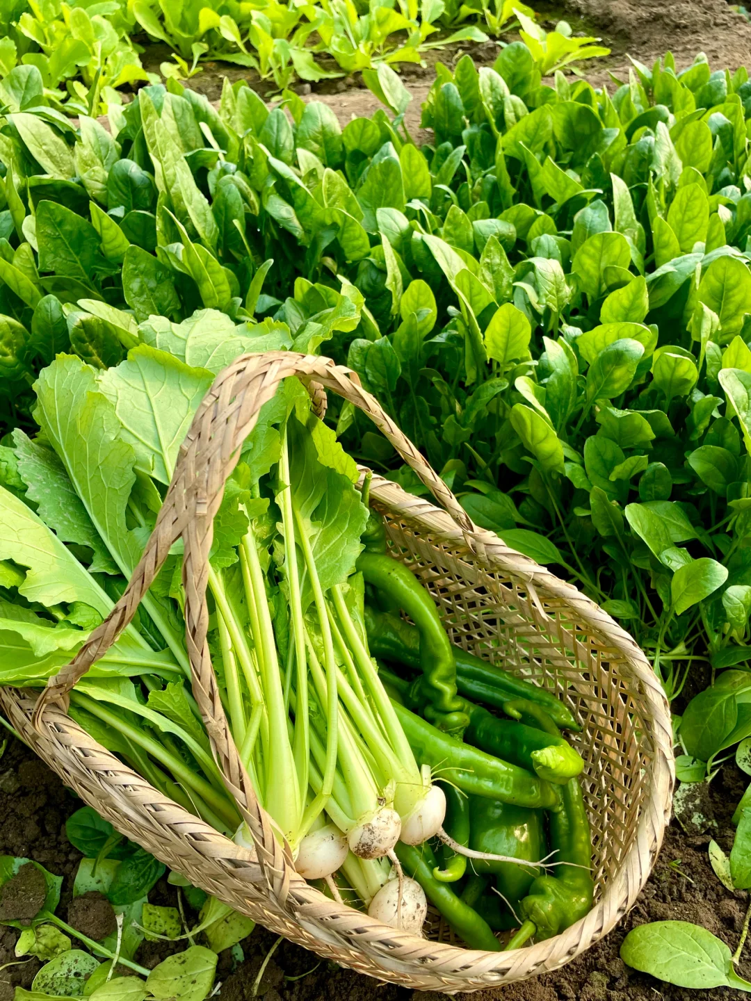 农场主日常采摘｜开始期待春天到来了❗️