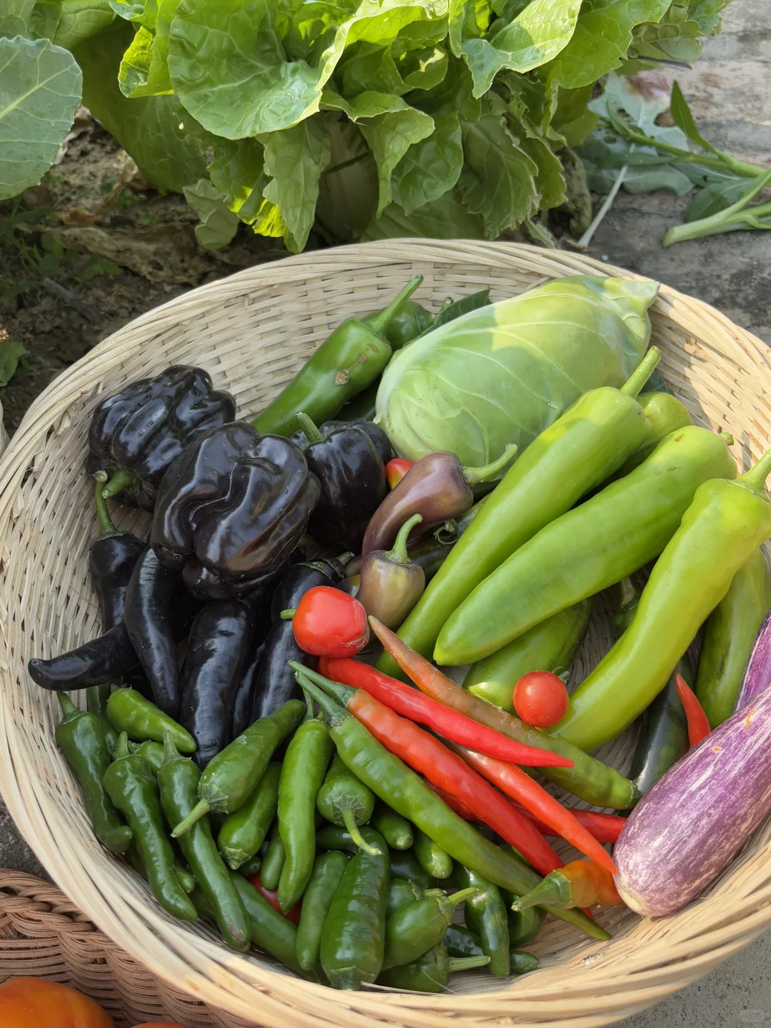 冬天也能收获的满满的蔬果