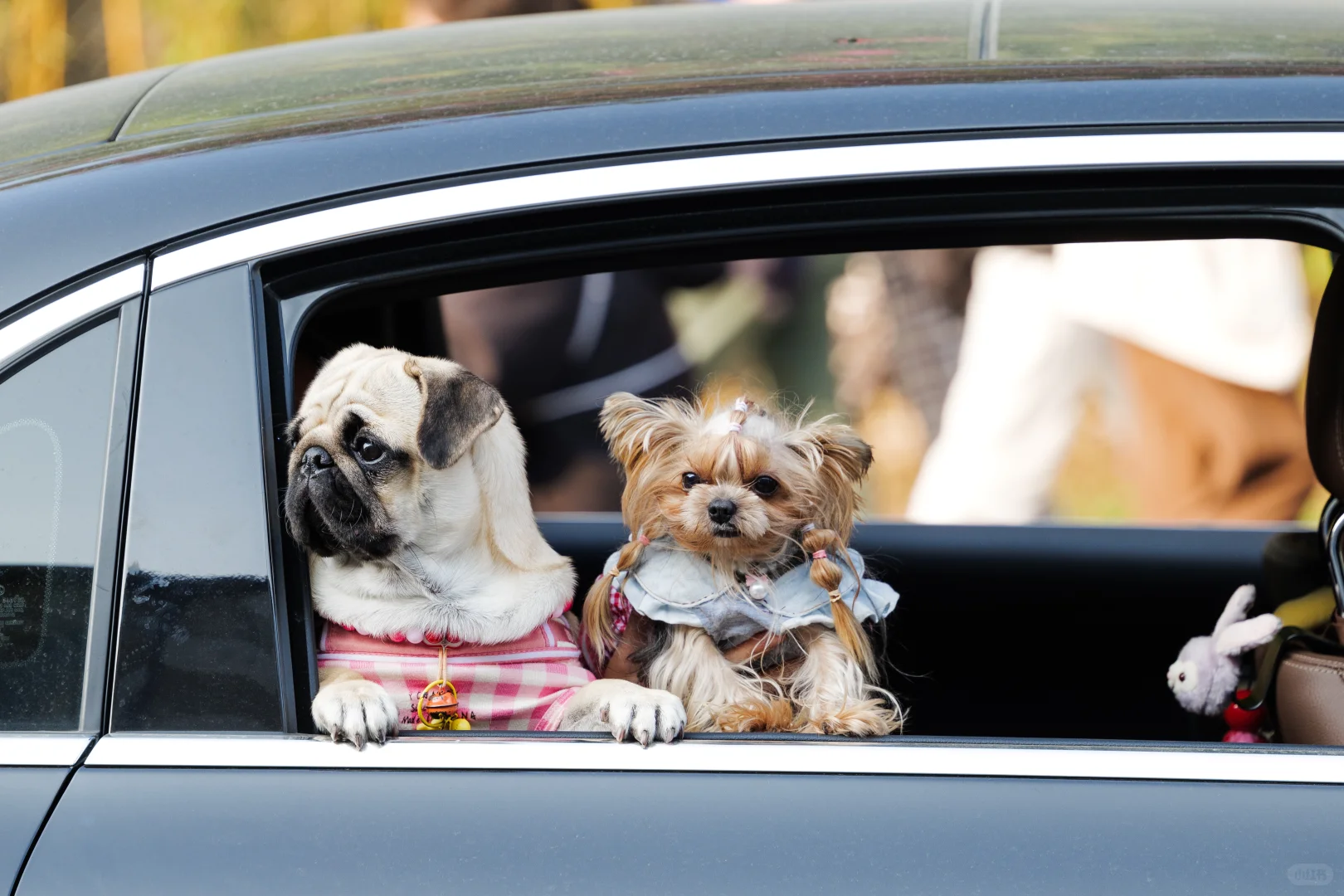 华南农业大学毛孩子Day
