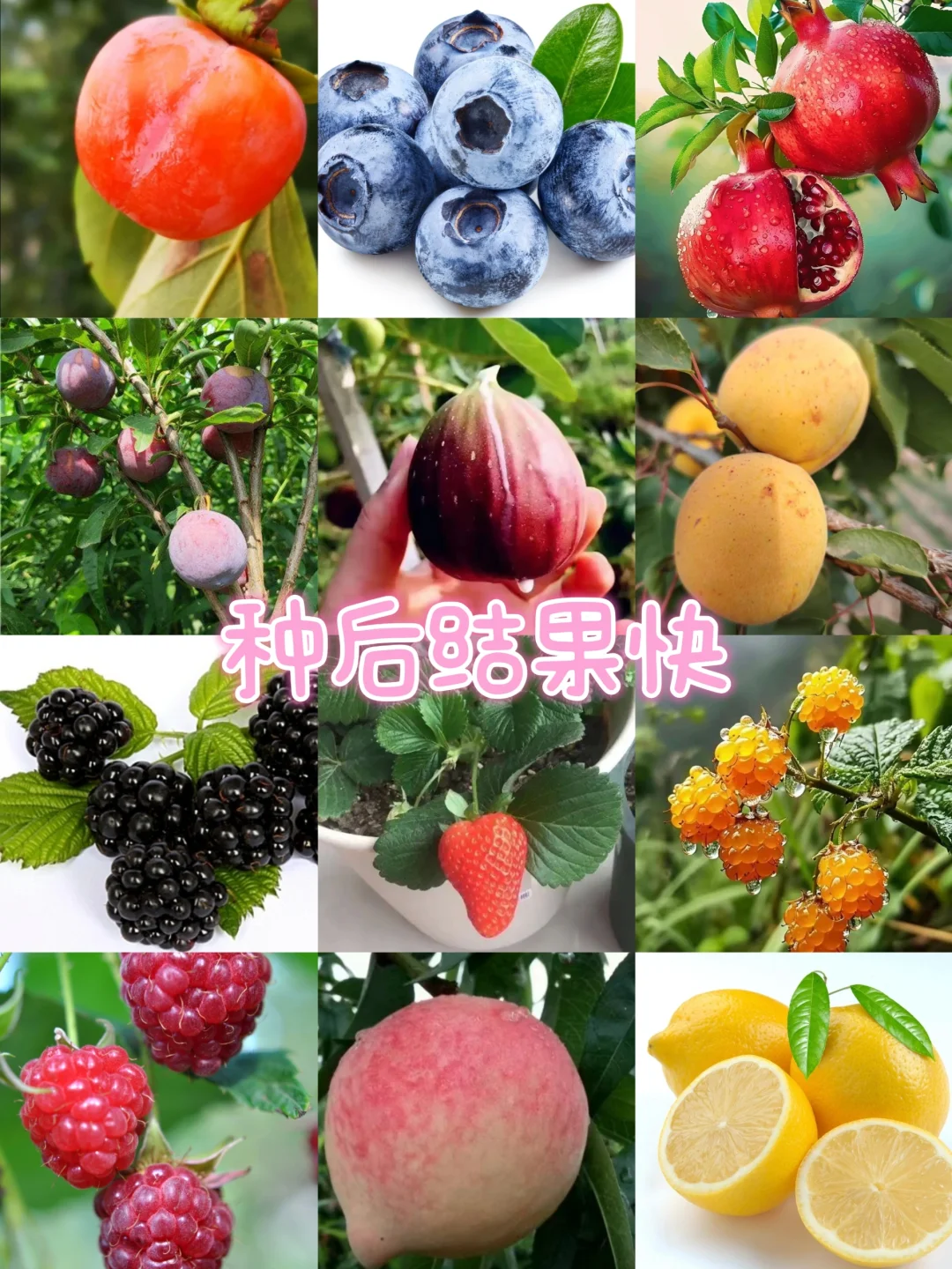 露台种植|初学者种果技巧，超实用轻松学