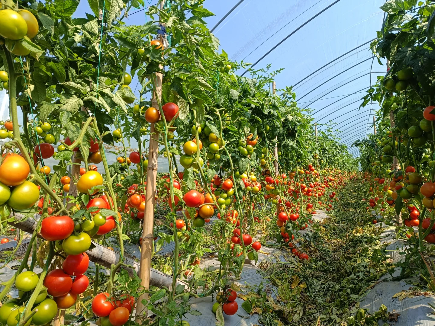 自然成熟的西红柿