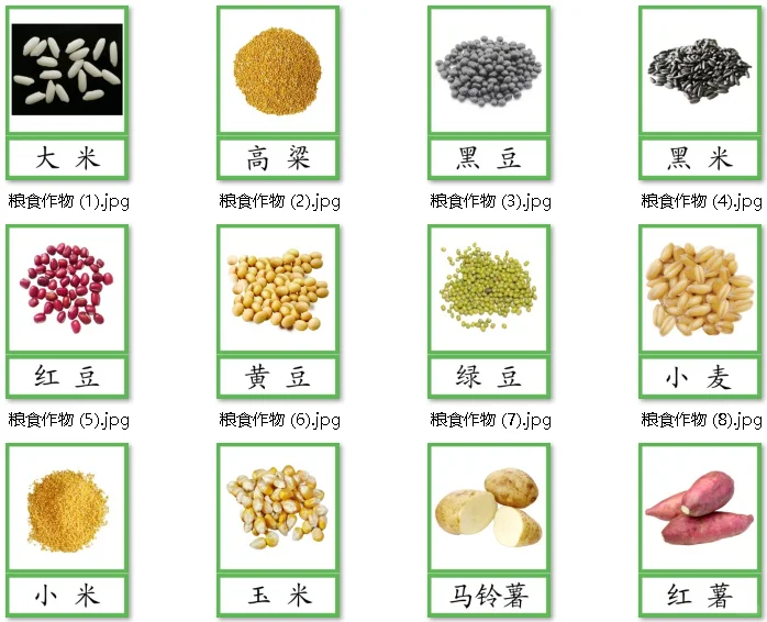 蒙氏植物素材28--粮食作物种类 三段卡