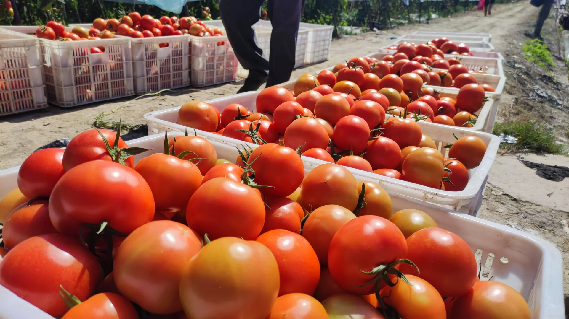 自然成熟的西红柿