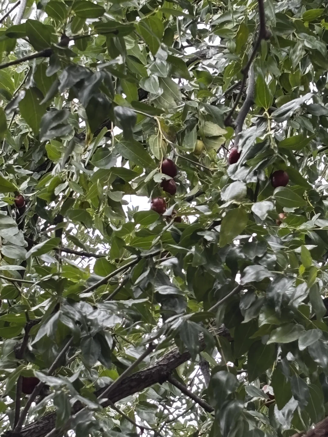 十一是丰收的季节-乡下欢乐多