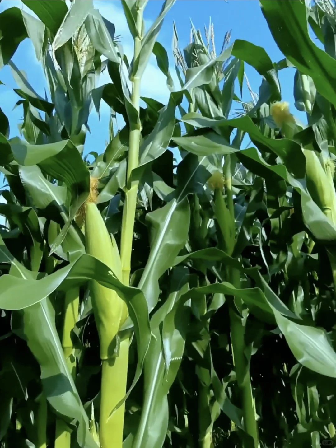 玉米今年滞销了?爸妈让我来卖…8.8一箱