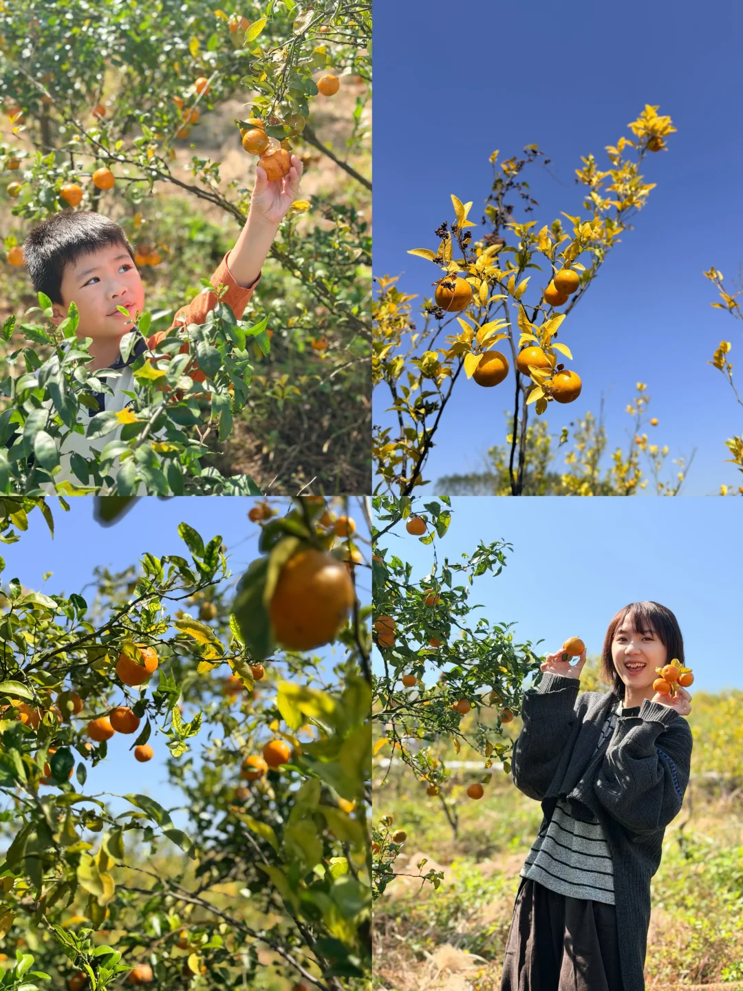 南宁遛娃收藏！10r??橘子➕红薯采摘自由