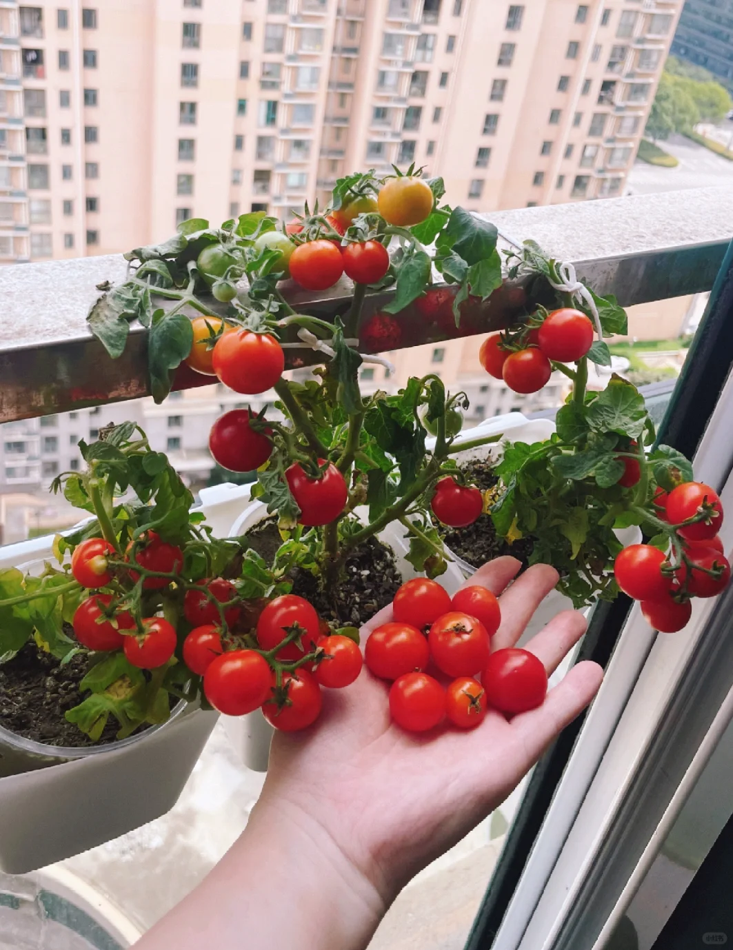 第一次种的番茄根本舍不得采摘！谁懂啊?