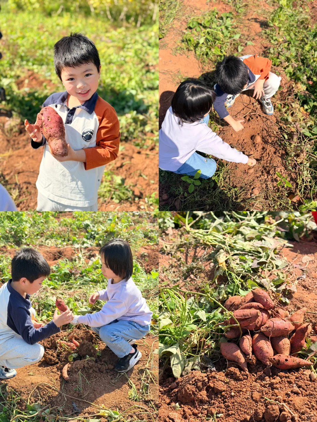 南宁遛娃收藏！10r??橘子➕红薯采摘自由