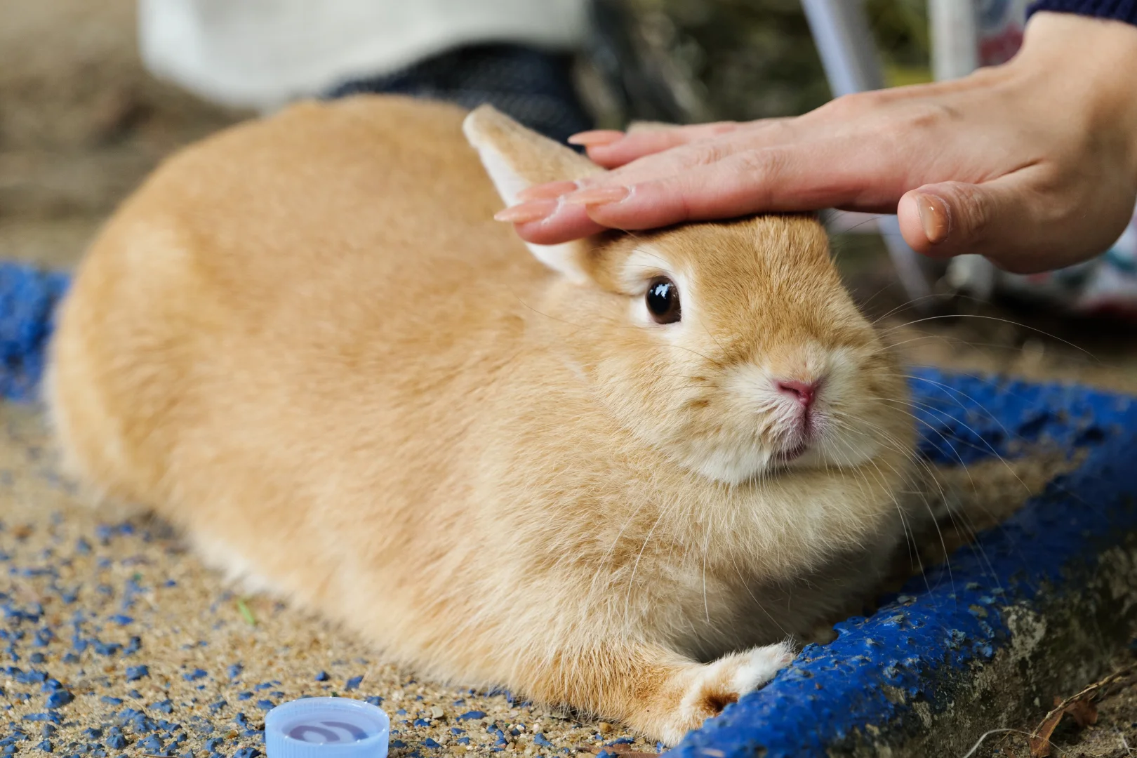 华南农业大学毛孩子Day