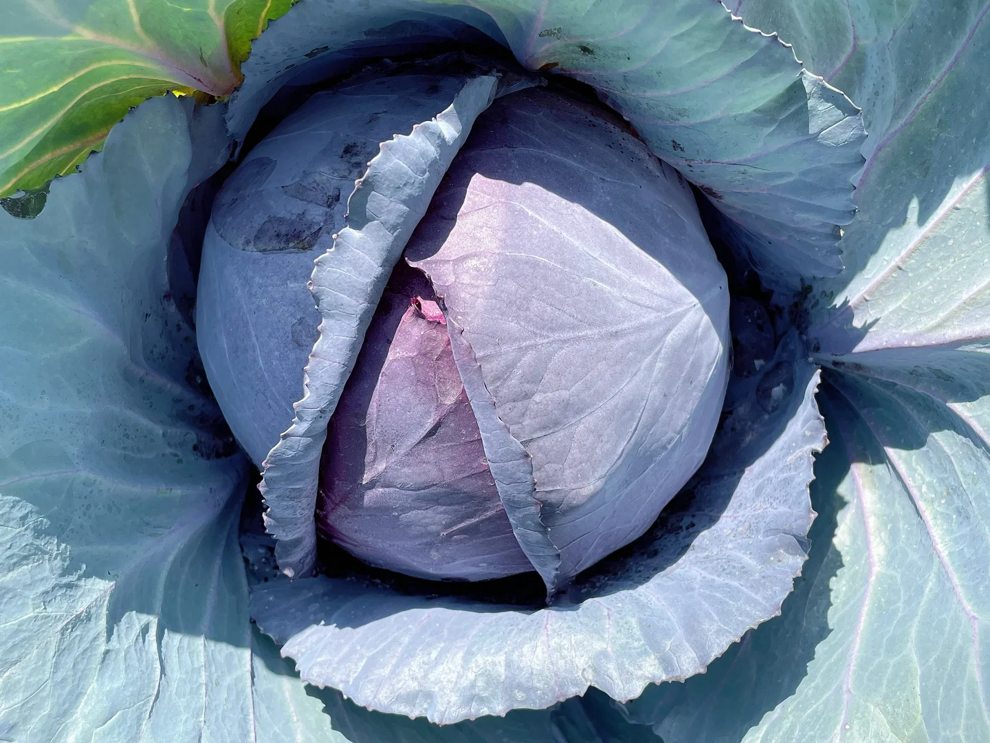 在大大的园子里面种呀种呀种！