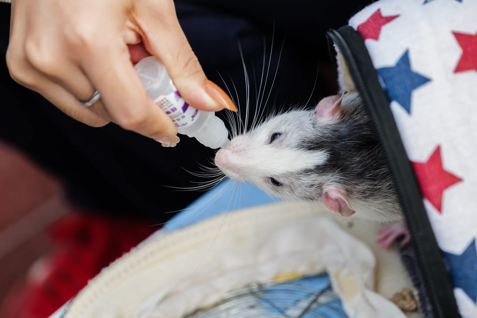 华南农业大学毛孩子Day