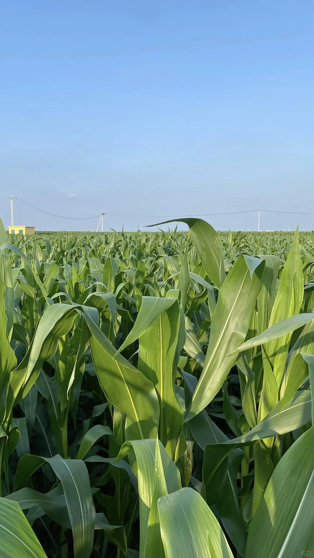 玉米今年滞销了??爸妈让我来卖…便宜出了