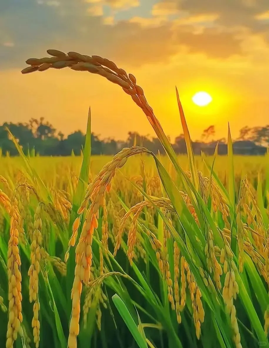 金秋稻浪，丰收在望