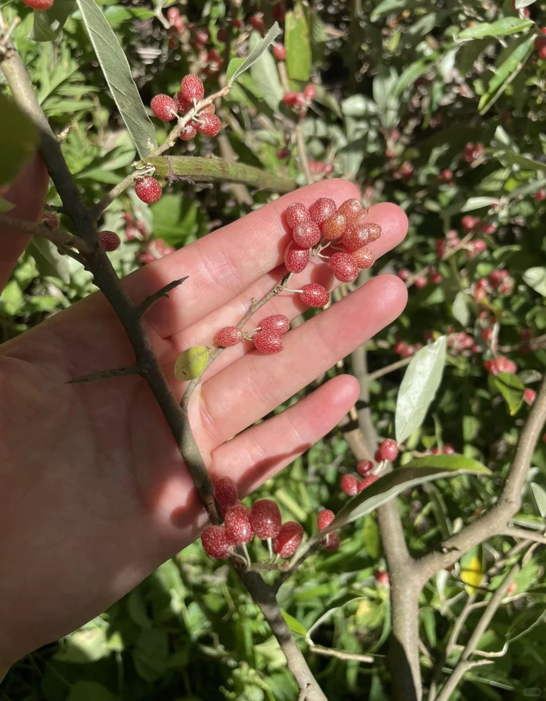 live实况|水果系列?