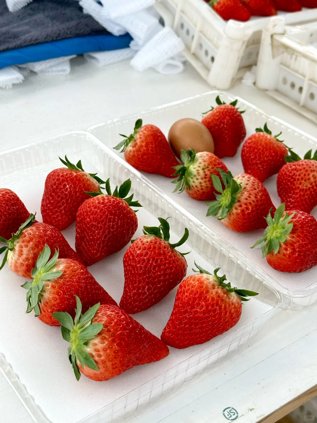 救命！这草莓是吃了膨大剂吗？！?”