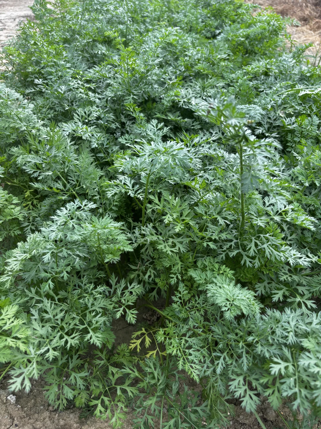 十一是丰收的季节-乡下欢乐多