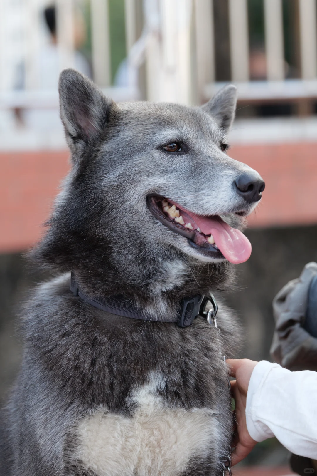 华南农业大学毛孩子Day