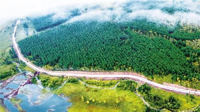 拥抱绿色未来，开启林业碳汇财富之门！