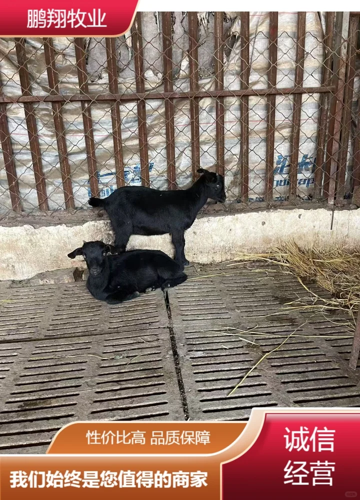 鹏翔牧业奶山羊