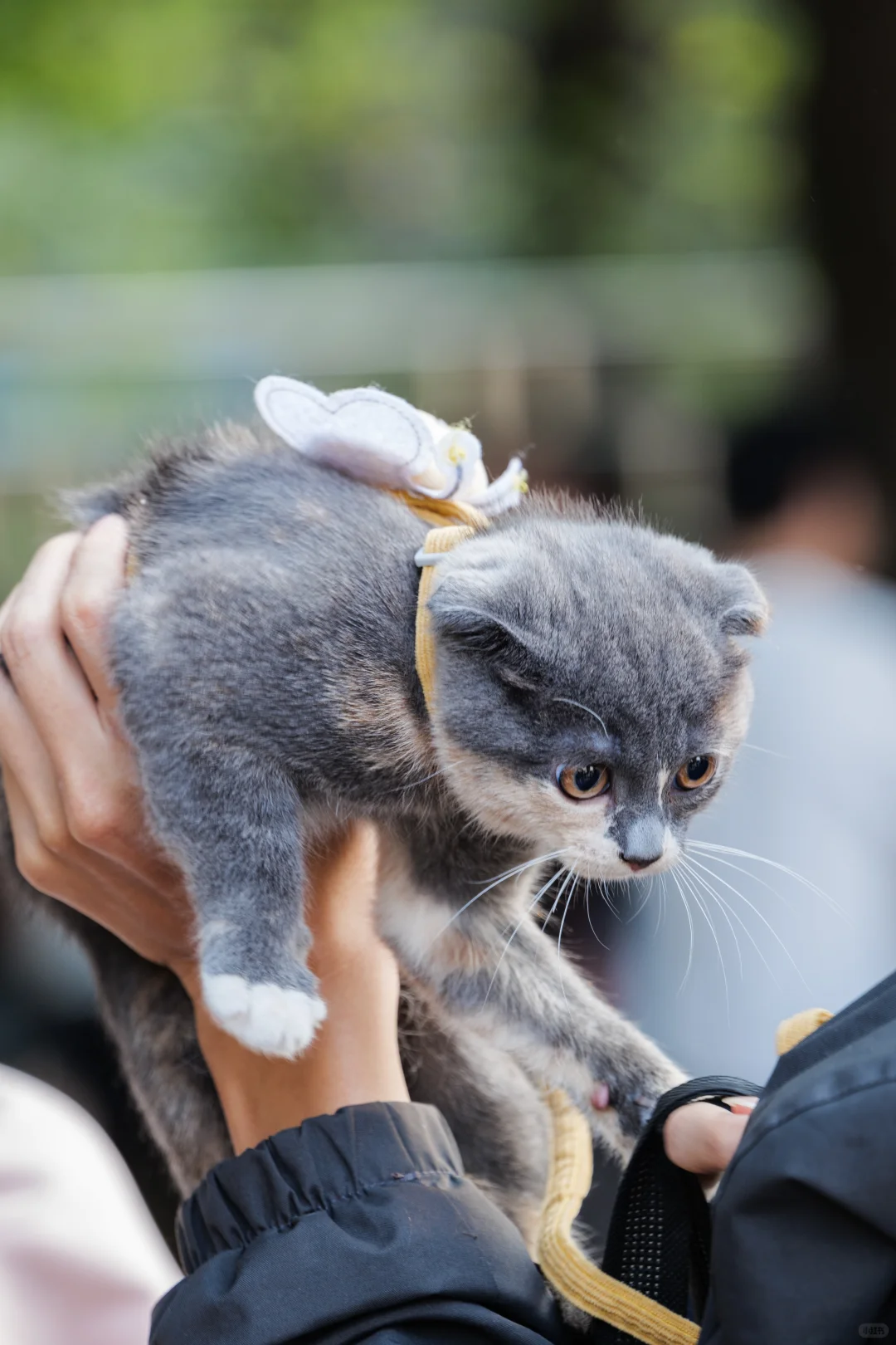 华南农业大学毛孩子Day