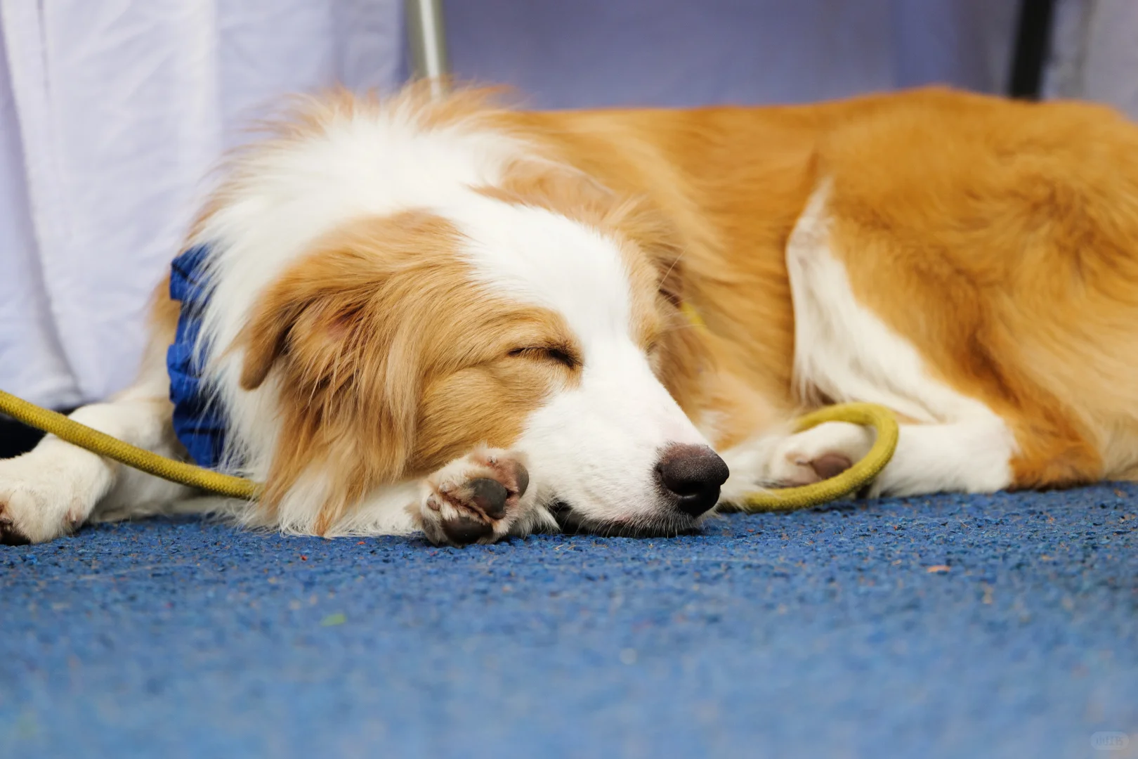 华南农业大学毛孩子Day