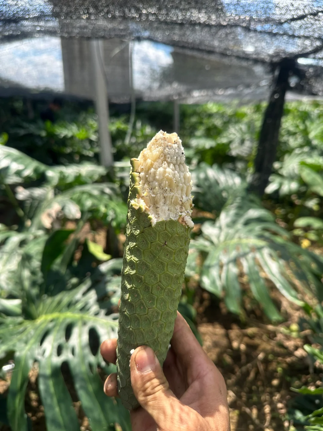 奇异的水果——恶魔果实 龟背竹