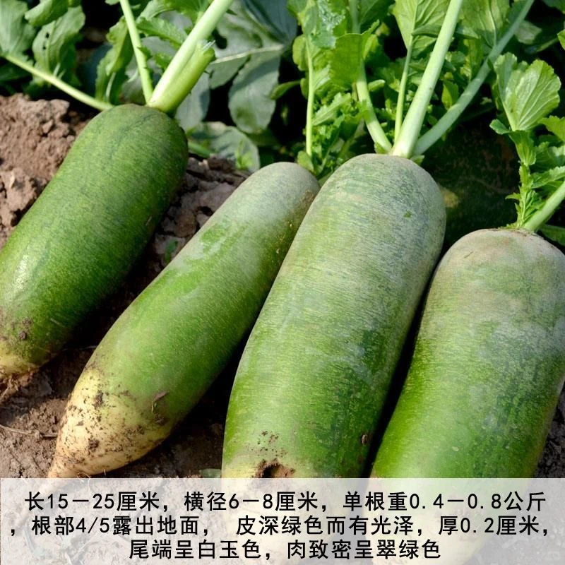 ?冰糖水果萝卜种子，秋季美味种植?