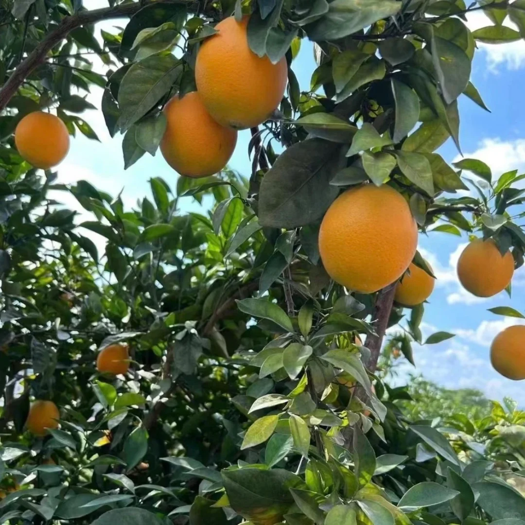 家里的脐橙快要熟了，家里人叫我宣传一下