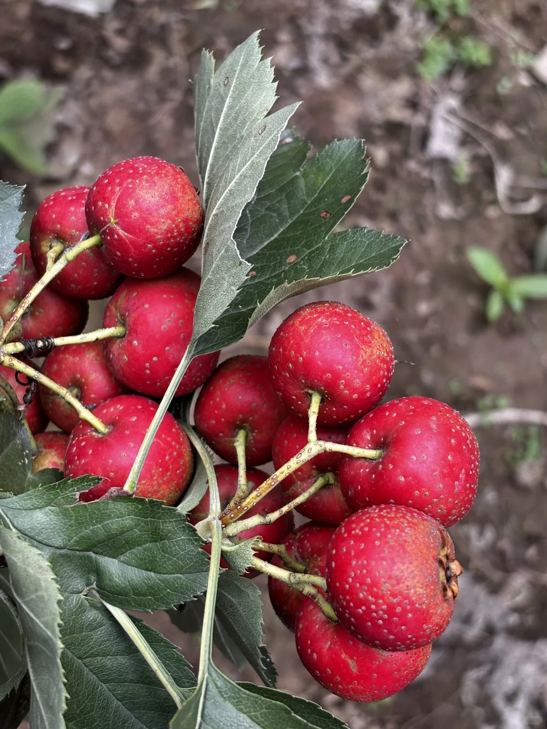 十一是丰收的季节-乡下欢乐多