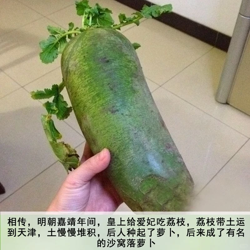 ?冰糖水果萝卜种子，秋季美味种植?