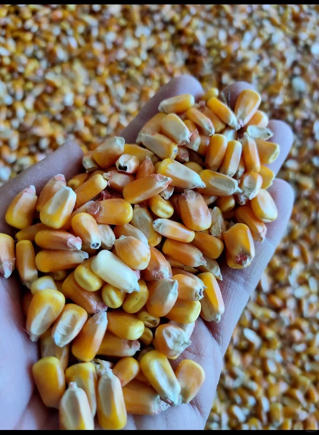 玉米轮转粮全国库房提货